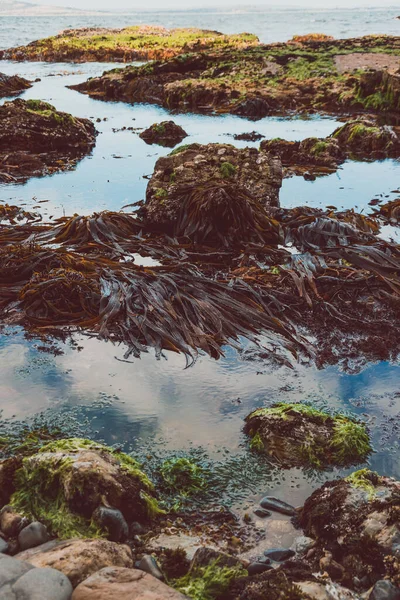 Dziki Krajobraz Tasmański Algami Brzegu Skałami Widziany Podczas Wędrówki Fossil — Zdjęcie stockowe