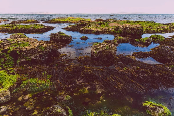 Dziki Krajobraz Tasmański Algami Brzegu Skałami Widziany Podczas Wędrówki Fossil — Zdjęcie stockowe