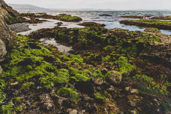 Vilda Tasmanska Landskap Med Alger Stranden Och Stenar Som Ses — Stockfoto