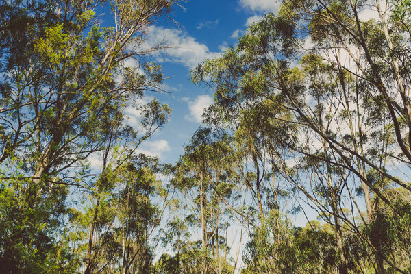 wild Tasmanian bush landscape during a hike to Fossil Cove near the popular Blackmans Bay suburb