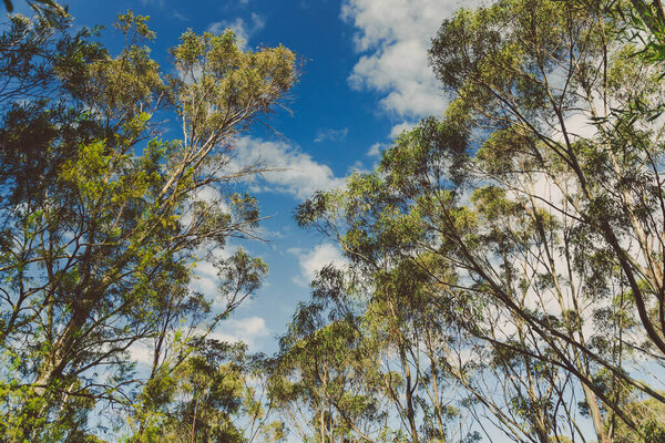 wild Tasmanian bush landscape during a hike to Fossil Cove near the popular Blackmans Bay suburb