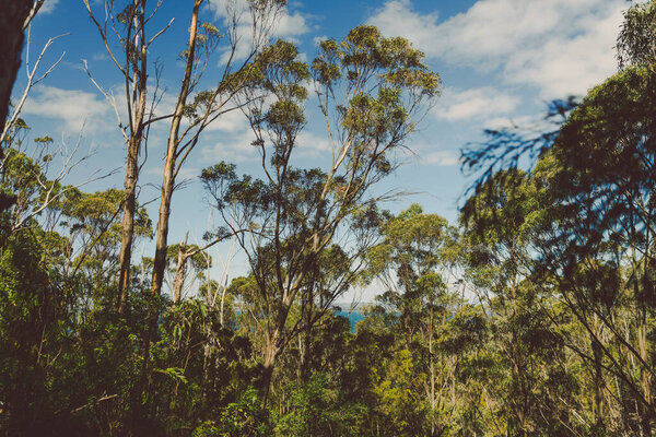 wild Tasmanian bush landscape during a hike to Fossil Cove near the popular Blackmans Bay suburb