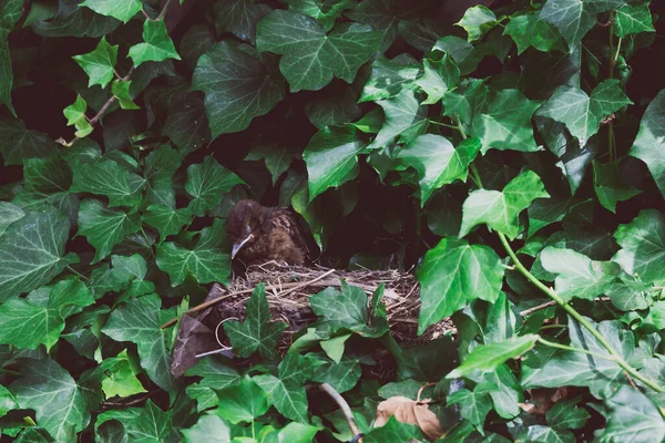 睡窝中的小鸟宝宝被长春藤攀登者包围着 用心灵感应镜头射击 — 图库照片