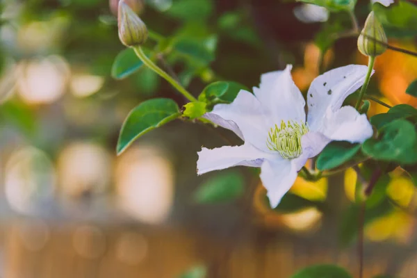 close-up of climber plant with white flower outdoor in sunny backyard shot at shallow depth of field