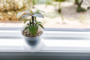 Kapalı alandaki Frangipani bitkilerine yakın çekim pencerenin üzerindeki kaplarda sığ alan derinliğinde arka bahçeli bokeh