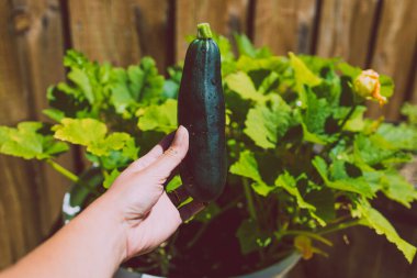 Kendi bitkisinin önünde el ele tutuşan kabak sığ bir tarlada güneşli sebze tarlasında.