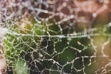 Pencerenin üzerindeki büyük örümcek ağına yakın plan ve arka planda bitkilerle dolu arka bahçede ışık parlıyor.