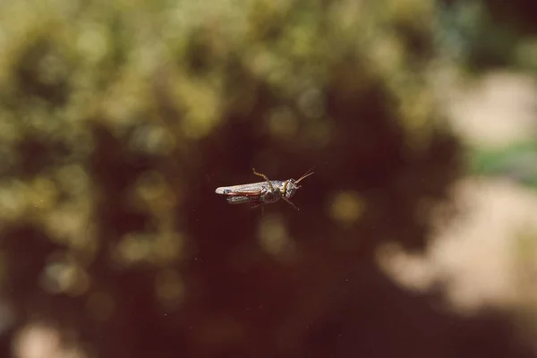 Primo Piano Grillo Vetro Finestra Con Bokeh Cortile Impianto Nello — Foto Stock