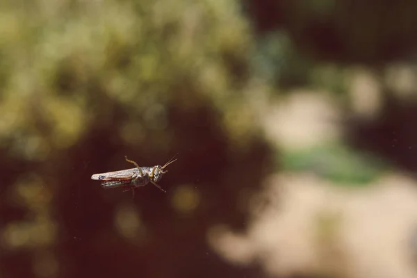 Zbliżenie Świerszcza Szybie Okna Bokeh Podwórka Roślin Tle — Zdjęcie stockowe