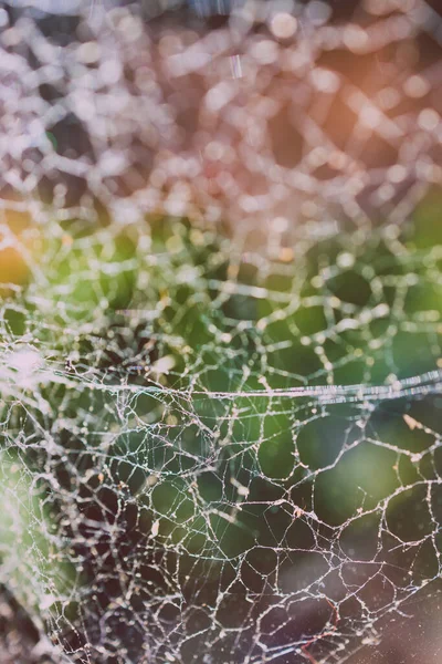 Närbild Stora Spindelnät Fönster Med Ljus Skiner Genom Den Och — Stockfoto