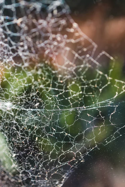 窓に大きなクモの巣がクローズアップされ光が射す背景に植物と裏庭のボケ — ストック写真