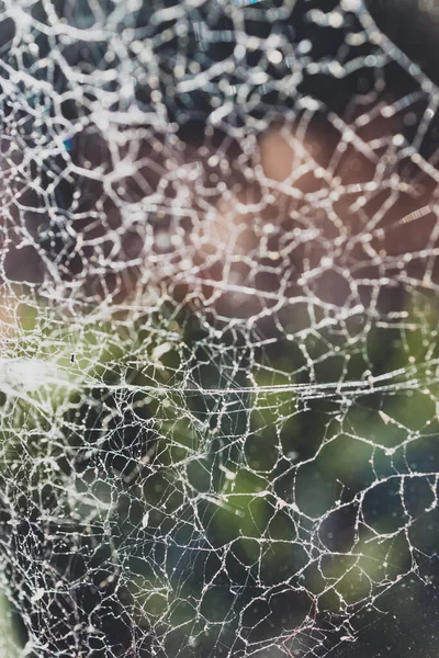 大蜘蛛网在窗户上的特写 光线穿过窗户 后院里有植物做背景 — 图库照片