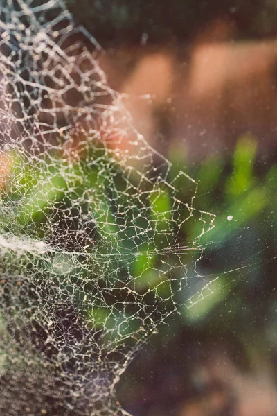 Närbild Stora Spindelnät Fönster Med Ljus Skiner Genom Den Och — Stockfoto