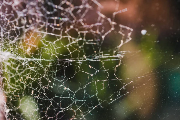 Närbild Stora Spindelnät Fönster Med Ljus Skiner Genom Den Och — Stockfoto