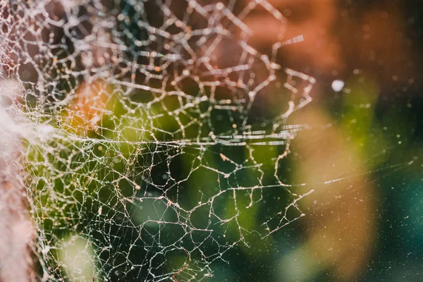 Close Big Spider Web Window Light Shining Backyard Bokeh Plants — Stock Photo, Image