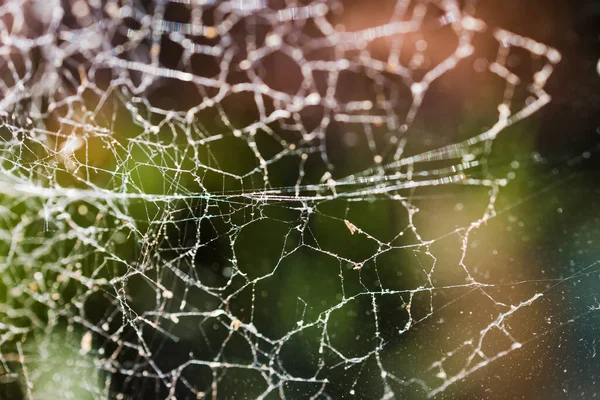 Nahaufnahme Eines Großen Spinnennetzes Fenster Durch Das Licht Scheint Und — Stockfoto