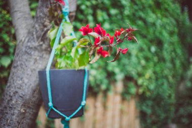 Bahçenin sığ derinliklerinde, bahçenin sığ sularında ve botanik serilerinde, bahçenin arka bahçesinde ağaçtan sarkan çiçekli turuncu begonviller.