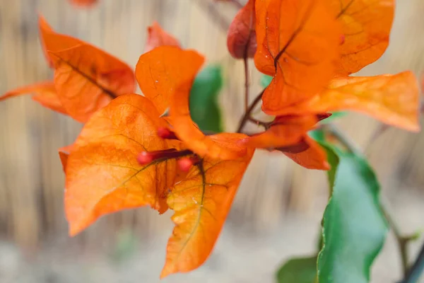 Bouganvillea Arancione Con Fiori Colpiti Bassa Profondità Campo Giardinaggio Botanica — Foto Stock