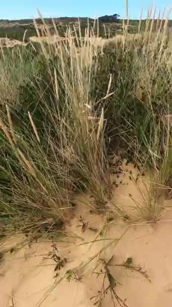 Paesaggio Sereno Con Vegetazione Fitta Vicino Alla Spiaggia Girato Clifton — Video Stock