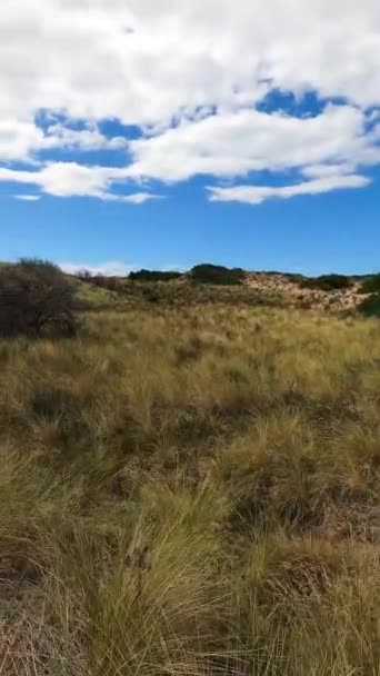 Serene Landscape Thick Vegetation Close Beach Shot Clifton Tasmania Sunny — Stock Video