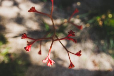 Avustralya yerlisi turuncu kanguru patisi açık havada güneşli arka bahçede sığ bir alanda vuruldu.
