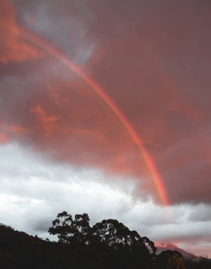Tazmanya, Avustralya 'da Wellignton Dağı' nı temsil eden dağ tepeleri ve okaliptüs sakız ağaçları ile renkli bulutların önünde pembe gündoğumu