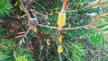 Avustralya yerlisi sarı Banksia ağacı.