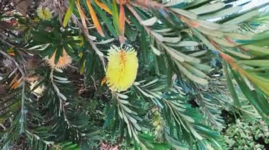 Avustralya yerlisi sarı Banksia ağacı.