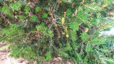 Avustralya yerlisi sarı Banksia ağacı.