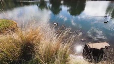 Ördekler sudaki güzel gökyüzü yansımasıyla huzurlu bir nehirde yüzüyorlar.