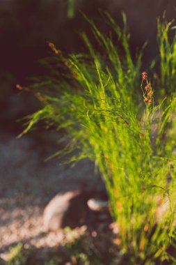 Avustralya 'nın yerli Tassel Cordrush bitkisi güneşli arka bahçede sığ bir alanda vuruldu.