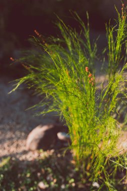 Avustralya 'nın yerli Tassel Cordrush bitkisi güneşli arka bahçede sığ bir alanda vuruldu.