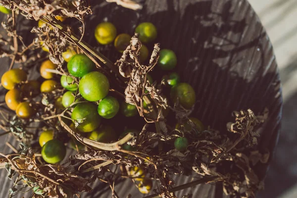 simple food ingredients concept, small unripe tomatoes on dry branches on wooden table