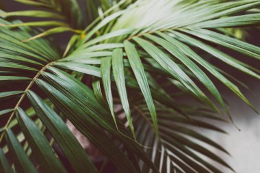Kapalı mekanlarda, pencerenin yanındaki saksılarda bulunan bir bitkinin palmiye yapraklarının yakın plan karamsar zıt tonlarla sığ alan derinliğinde çekilmiş hali.