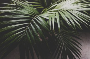 Kapalı mekanlarda, pencerenin yanındaki saksılarda bulunan bir bitkinin palmiye yapraklarının yakın plan karamsar zıt tonlarla sığ alan derinliğinde çekilmiş hali.