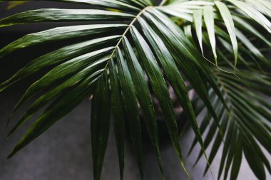 Kapalı mekanlarda, pencerenin yanındaki saksılarda bulunan bir bitkinin palmiye yapraklarının yakın plan karamsar zıt tonlarla sığ alan derinliğinde çekilmiş hali.