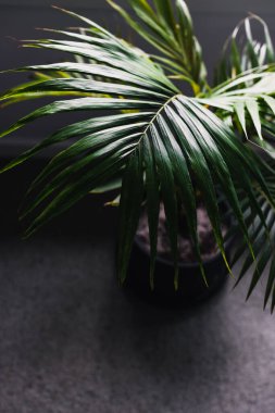 Kapalı mekanlarda, pencerenin yanındaki saksılarda bulunan bir bitkinin palmiye yapraklarının yakın plan karamsar zıt tonlarla sığ alan derinliğinde çekilmiş hali.