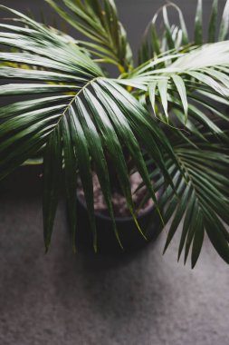 Kapalı mekanlarda, pencerenin yanındaki saksılarda bulunan bir bitkinin palmiye yapraklarının yakın plan karamsar zıt tonlarla sığ alan derinliğinde çekilmiş hali.