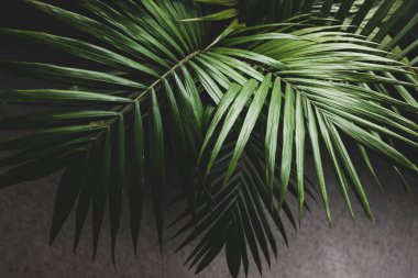 Kapalı mekanlarda, pencerenin yanındaki saksılarda bulunan bir bitkinin palmiye yapraklarının yakın plan karamsar zıt tonlarla sığ alan derinliğinde çekilmiş hali.