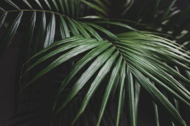 Kapalı mekanlarda, pencerenin yanındaki saksılarda bulunan bir bitkinin palmiye yapraklarının yakın plan karamsar zıt tonlarla sığ alan derinliğinde çekilmiş hali.