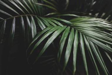 Kapalı mekanlarda, pencerenin yanındaki saksılarda bulunan bir bitkinin palmiye yapraklarının yakın plan karamsar zıt tonlarla sığ alan derinliğinde çekilmiş hali.