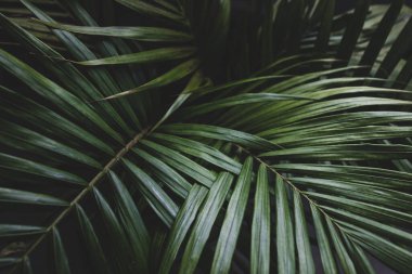 Kapalı mekanlarda, pencerenin yanındaki saksılarda bulunan bir bitkinin palmiye yapraklarının yakın plan karamsar zıt tonlarla sığ alan derinliğinde çekilmiş hali.