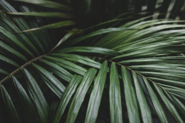 Kapalı mekanlarda, pencerenin yanındaki saksılarda bulunan bir bitkinin palmiye yapraklarının yakın plan karamsar zıt tonlarla sığ alan derinliğinde çekilmiş hali.
