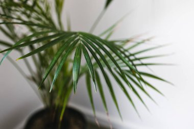 Palmiye ağacına yakın çekim, geniş yapraklı tencereler, kapalı alanda beyaz atış, sığ alan derinliğinde.
