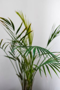 Palmiye ağacına yakın çekim, geniş yapraklı tencereler, kapalı alanda beyaz atış, sığ alan derinliğinde.