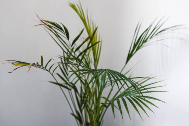 Palmiye ağacına yakın çekim, geniş yapraklı tencereler, kapalı alanda beyaz atış, sığ alan derinliğinde.