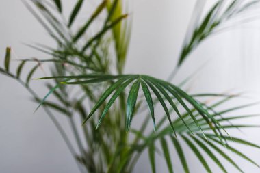 Palmiye ağacına yakın çekim, geniş yapraklı tencereler, kapalı alanda beyaz atış, sığ alan derinliğinde.