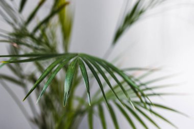 Palmiye ağacına yakın çekim, geniş yapraklı tencereler, kapalı alanda beyaz atış, sığ alan derinliğinde.