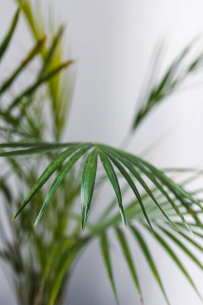 крупным планом пальмы с пышными листьями в горшочке в помещении на белом кадр на мелкой глубине поля