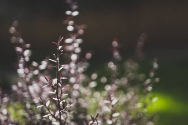 Avustralya 'nın yerli çay ağacı Leptospermum bitkisi güneşli arka bahçede sığ bir tarlada vuruldu.
